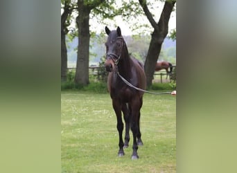 Oldenburg, Gelding, 13 years, 16,2 hh, Bay-Dark