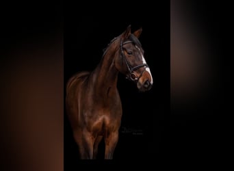 Oldenburg, Gelding, 13 years, 16,2 hh, Brown