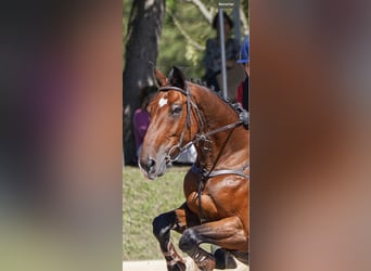 Oldenburg, Gelding, 13 years, 16,2 hh, Brown-Light