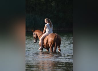 Oldenburg, Gelding, 13 years, 16,2 hh, Chestnut-Red
