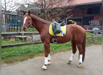 Oldenburg, Gelding, 13 years, 16,2 hh, Chestnut-Red