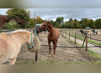 Oldenburg, Gelding, 13 years, 16,2 hh, Chestnut-Red