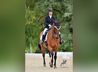Oldenburg, Gelding, 13 years, 17.1 hh, Brown