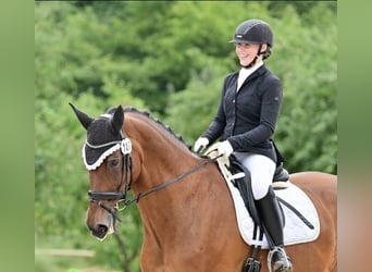 Oldenburg, Gelding, 13 years, 17.1 hh, Brown