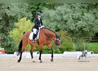 Oldenburg, Gelding, 13 years, 17.1 hh, Brown