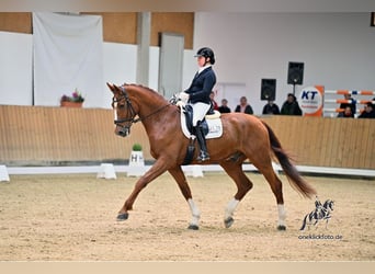 Oldenburg, Gelding, 13 years, 17.1 hh, Chestnut-Red
