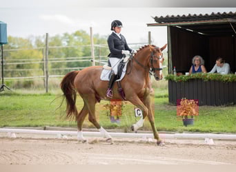 Oldenburg, Gelding, 13 years, 17.1 hh, Chestnut-Red