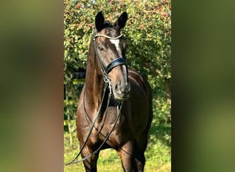 Oldenburg, Gelding, 13 years, 17,2 hh, Brown