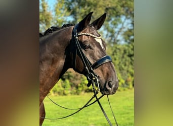 Oldenburg, Gelding, 13 years, 17,2 hh, Brown