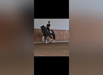 Oldenburg, Gelding, 13 years, 17,2 hh, Brown