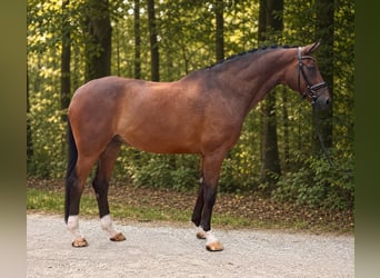Oldenburg, Gelding, 13 years, 17.2 hh, Brown