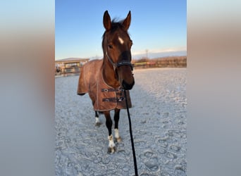 Oldenburg, Gelding, 13 years, 17 hh, Brown