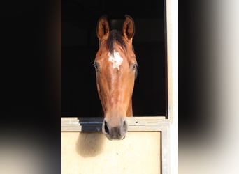 Oldenburg, Gelding, 13 years, 17 hh, Brown