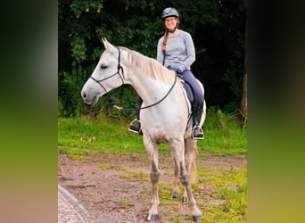 Oldenburg, Gelding, 13 years, 17 hh, Gray-Dapple