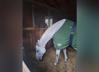 Oldenburg, Gelding, 13 years, 17 hh, Grey-Fleabitten