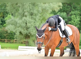 Oldenburg, Gelding, 13 years, 17,1 hh, Brown