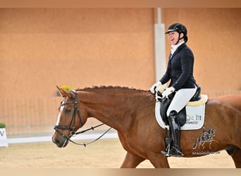 Oldenburg, Gelding, 13 years, 17,1 hh, Chestnut-Red