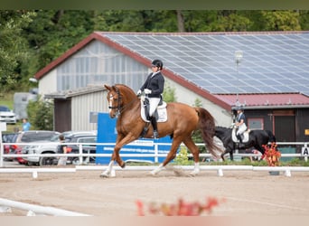 Oldenburg, Gelding, 13 years, 17,1 hh, Chestnut-Red