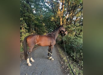 Oldenburg, Gelding, 13 years, 18 hh, Bay-Dark