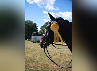 Oldenburg, Gelding, 14 years, 16.1 hh, Bay-Dark