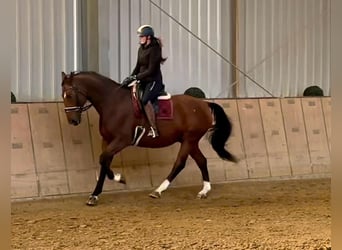 Oldenburg, Gelding, 14 years, 16,1 hh, Brown