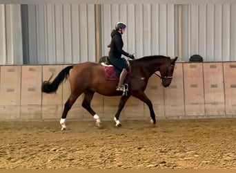 Oldenburg, Gelding, 14 years, 16,1 hh, Brown