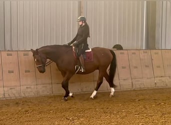 Oldenburg, Gelding, 14 years, 16,1 hh, Brown