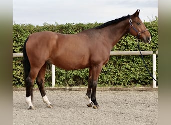 Oldenburg, Gelding, 14 years, 16,1 hh, Brown