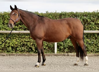 Oldenburg, Gelding, 14 years, 16,1 hh, Brown