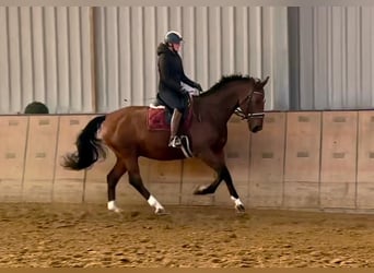 Oldenburg, Gelding, 14 years, 16,1 hh, Brown