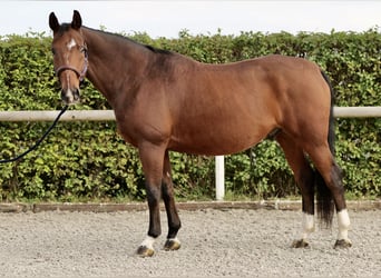 Oldenburg, Gelding, 14 years, 16,1 hh, Brown