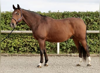 Oldenburg, Gelding, 14 years, 16,1 hh, Brown