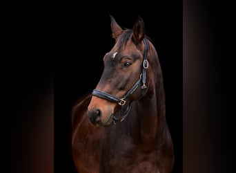 Oldenburg, Gelding, 14 years, 16.2 hh, Bay-Dark