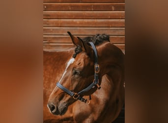 Oldenburg, Gelding, 14 years, 16.2 hh, Brown