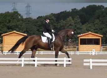 Oldenburg, Gelding, 14 years, 16,3 hh, Brown