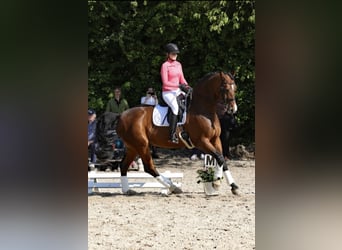 Oldenburg, Gelding, 14 years, 16,3 hh, Brown