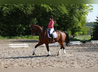 Oldenburg, Gelding, 14 years, 16,3 hh, Brown