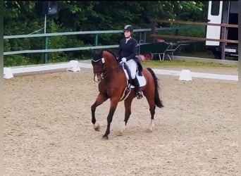 Oldenburg, Gelding, 14 years, 16,3 hh, Brown