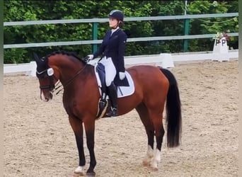 Oldenburg, Gelding, 14 years, 16,3 hh, Brown