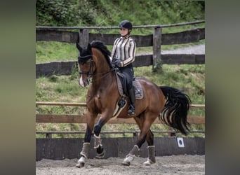 Oldenburg, Gelding, 14 years, 16,3 hh, Brown