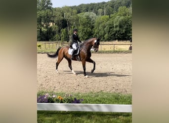 Oldenburg, Gelding, 14 years, 16,3 hh, Brown