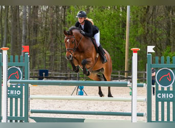 Oldenburg, Gelding, 14 years, 16,3 hh, Brown