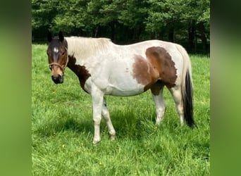 Oldenburg, Gelding, 14 years, 16,1 hh, Pinto