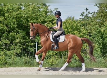Oldenburg, Gelding, 14 years, 16,2 hh, Chestnut-Red