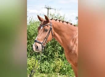 Oldenburg, Gelding, 14 years, 16,2 hh, Chestnut-Red