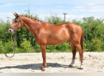 Oldenburg, Gelding, 14 years, 16,2 hh, Chestnut-Red