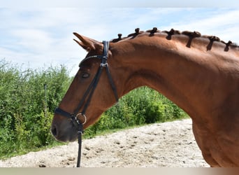 Oldenburg, Gelding, 14 years, 16,2 hh, Chestnut-Red