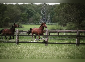 Oldenburg, Gelding, 14 years, 16,2 hh, Chestnut-Red