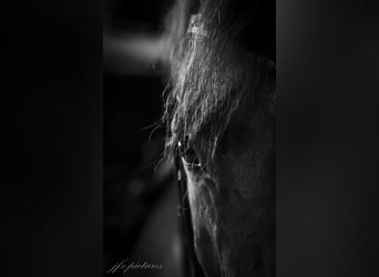 Oldenburg, Gelding, 14 years, 16,2 hh, Chestnut-Red