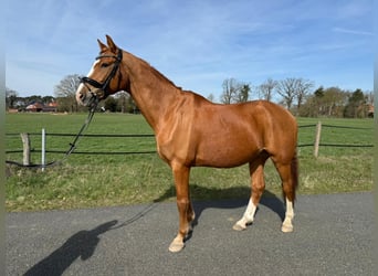 Oldenburg, Gelding, 14 years, 16,2 hh, Chestnut-Red